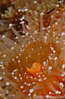 Strawberry Anemone