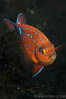 Juvenile Garibaldi