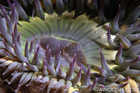 Green Anemone