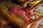 Macro Anemone Mouth