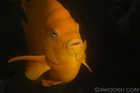 Mr Garibaldi