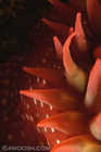 Rose Spotted Anemone