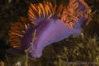 Spanish Shawl Nudibranch laying eggs