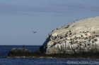 Guano Rock, Catalina