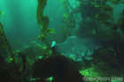 Bat Ray in Kelp Forest