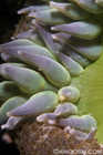Green Anemone Macro