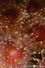 Strawberry Anemones