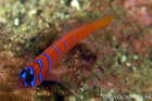 Blue-banded Goby