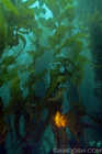 Garibaldi in the Jungle 2