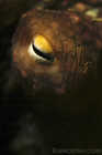 Octopus Eye