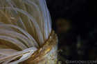 Tube Dwelling Anemone