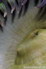 Macro Green Anemone Mouth