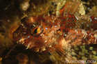 Scalyhead Sculpin