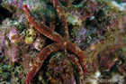 Sea Star