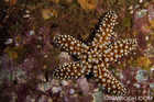 Sea Star