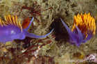 Wooing Nudis