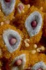 Sea Star Macro