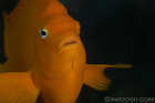 Garibaldi