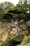 Ancient Cypress at Cay Lobos