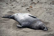 It's alive!  Elephant seal flaked out on the beach