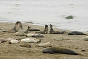 Elephant seals at the Cambria rookery snoozin' and courtin' and fightin'