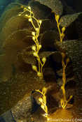 Kelp!