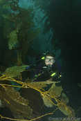 P1 in the kelp forest at Catalina Island