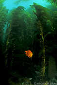 Garibaldi in Kelp Forest