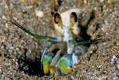 Catalina Mantis Shrimp