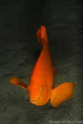 Garibaldi