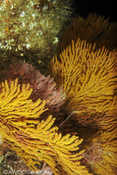 Gorgonian Sea Fans at Catalina Island