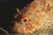 Scorpionfish