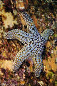 Rock Sea Star