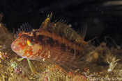 Deep Water Blenny