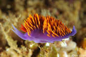 Spanish Shawl Nudibranch