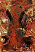 Sea Hare