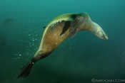 California Sea Lion