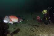 Male Sheepshead and diver