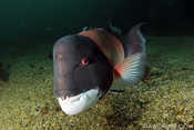 Bucky, a big male sheephead