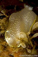 Cadlina luteomarginata