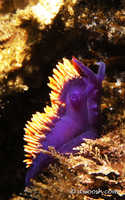 Flabellina iodinea 1