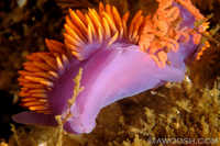 Flabellina iodinea 3 - egg laying behaviour