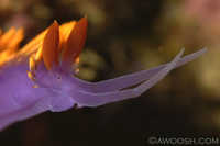 Flabellina iodinea 4