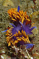 Flabellina iodinea 6 - mating behaviour