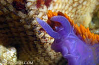 Flabellina iodinea 7