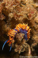 Flabellina iodinea 8