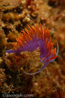 Flabellina iodinea 9