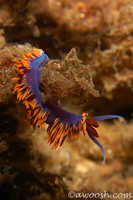 Flabellina iodinea 10