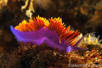 Flabellina iodinea 11