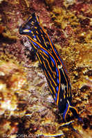 Navanax inermis